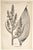 This is a wonderful set of 4 antique botanical lithographs that date to 1884. They were prints issued by the US Department...