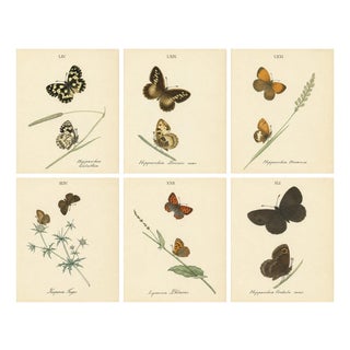 Jardine & Lizars, Cabinet-Size Butterfly, 1835, Paper Engravings, Set of 6 For Sale