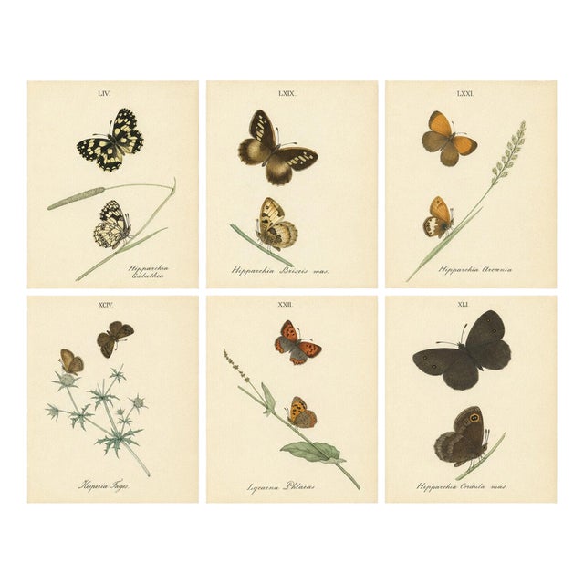 Jardine & Lizars, Cabinet-Size Butterfly, 1835, Paper Engravings, Set of 6 For Sale