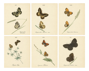 Jardine & Lizars, Cabinet-Size Butterfly, 1835, Paper Engravings, Set of 6