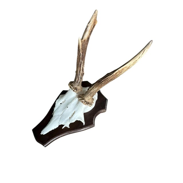 Roe deer trophy mounted on wood plaque.