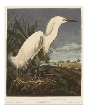 1990s Snowy Heron or White Egret After Audubon, Large Chinoiserie or Cottage Style Print