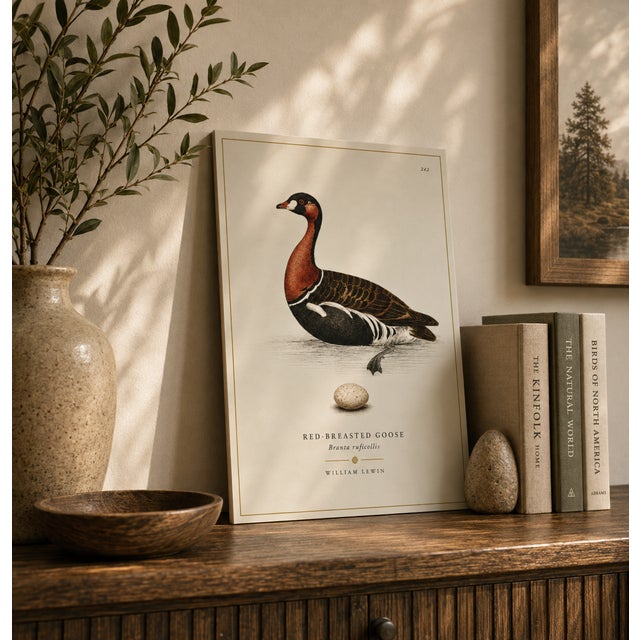 THE WILLIAM LEWIN WATERBIRDS & WADERS COLLECTION "The Red Breasted Goose Introduce a striking anchor of historical British...