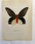 Up for sale is this gorgeous lithograph by F. Prochazka, published in Great Britain in 1965. It is in excellent, gently-...
