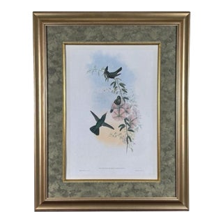 Antique Nineteenth Century John Gould Hummingbird Framed Fine Art Hand Colored Lithograph For Sale