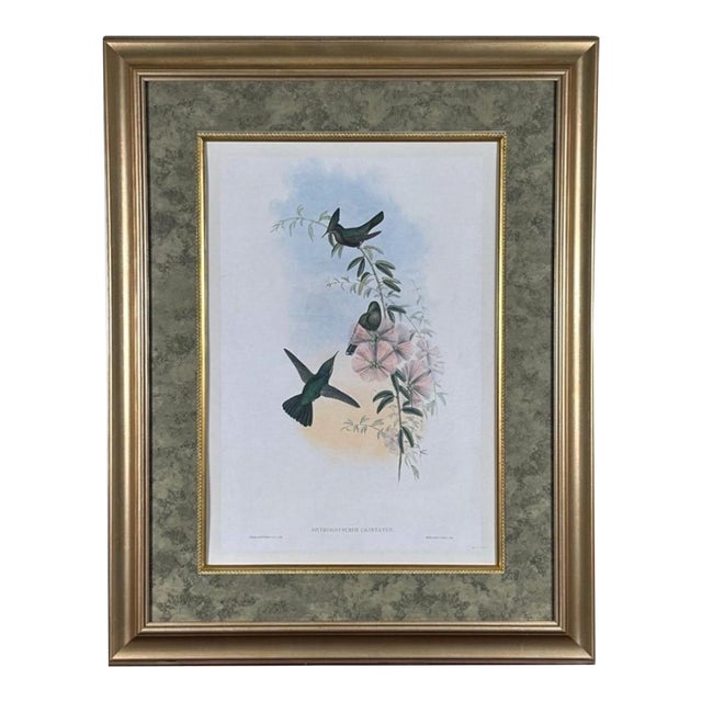 Antique Nineteenth Century John Gould Hummingbird Framed Fine Art Hand Colored Lithograph For Sale
