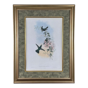 Antique Nineteenth Century John Gould Hummingbird Framed Fine Art Hand Colored Lithograph