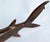 1970s Ironwood Hand-Carved Shark Animal Sculpture Coastal Nautical Figurine Brazil For Sale - Image 11 of 14
