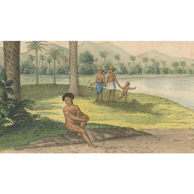Cycad, 1831, Paper For Sale - Image 6 of 9