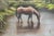 Pair of Nora Alleda Hirano Landscape Paintings For Sale - Image 4 of 8