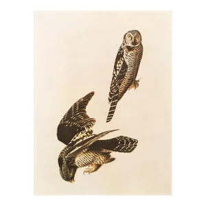 1966 Vintage Farmhouse Cottage Print "Hawk Owl" After John James Audubon