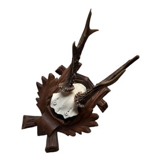 Roe Deer Trophy 182 Black Forest Antlers For Sale