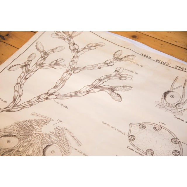 Very rare early if not first edition vintage circa 1920s of Jurica Biology Series pull down science chart depicting Brown...