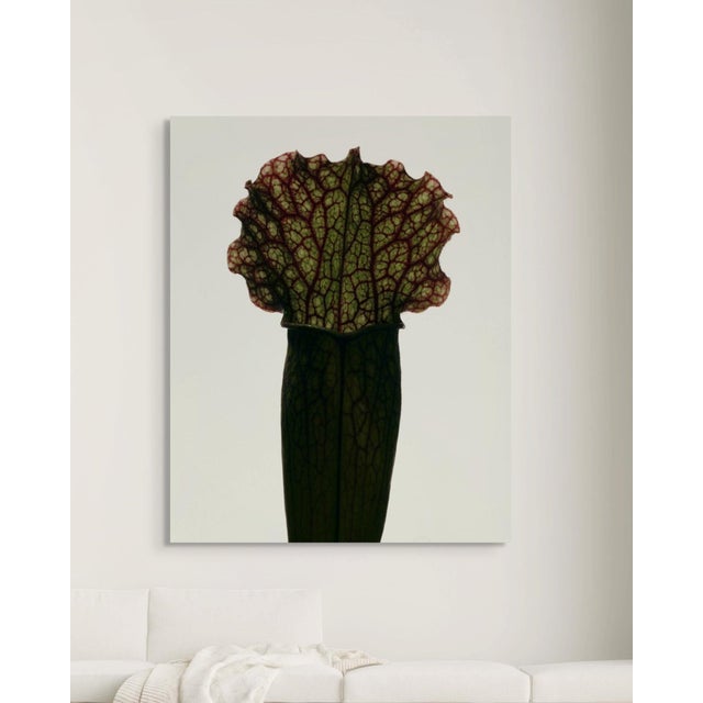 Contemporary Sarracenia Fiona by Oscar Calleja – Limited Edition Metal Print | Framed & Ready to Hang For Sale - Image 3 of 5