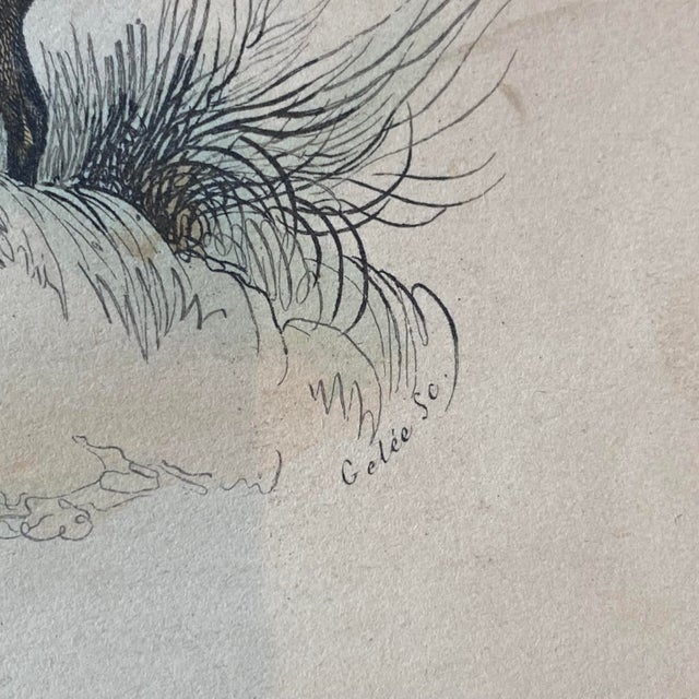 French Antique 18th Century "La Gazelle" Animal Engraving Hand Colored Signed Artwork For Sale - Image 10 of 12