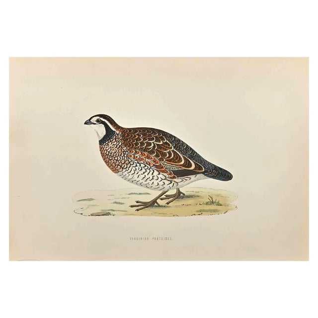 Alexander Francis Lydon, Virginian Partridge, Woodcut Print, 1870 For Sale