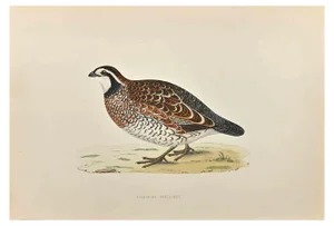 Alexander Francis Lydon, Virginian Partridge, Woodcut Print, 1870