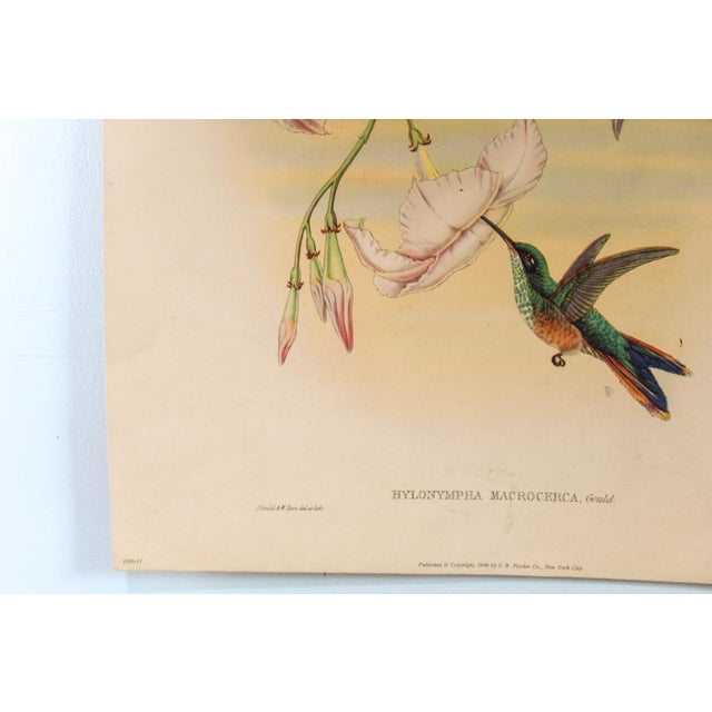 1940s Set of 4 1946 John Gould Hummingbird Lithograph | Vintage Bird Print | i.b. Fischer Co. | 16 X 20 | Botanical Wall Art For Sale - Image 5 of 17