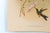 1940s Set of 4 1946 John Gould Hummingbird Lithograph | Vintage Bird Print | i.b. Fischer Co. | 16 X 20 | Botanical Wall Art For Sale - Image 5 of 17