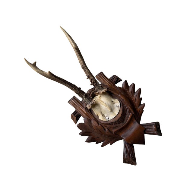 Roe Deer Trophy 184 Black Forest Antlers Mount For Sale - Image 4 of 5