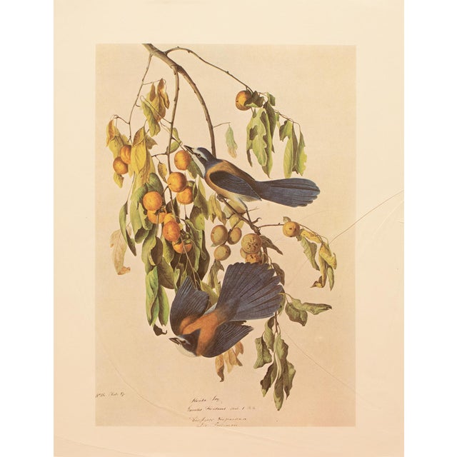 Farmhouse 1966 Vintage Cottage Print "Florida Jay or Scrub" After John James Audubon For Sale - Image 3 of 8