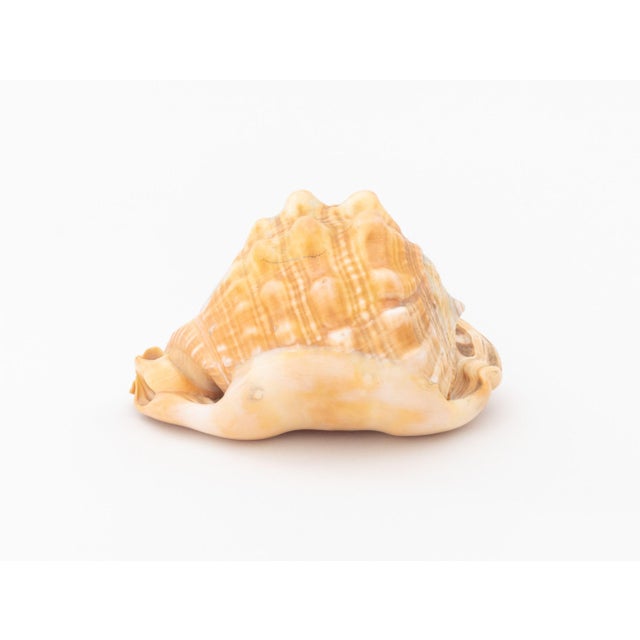 Shell Victorian Cameo Carved Conch Shell, 19th C. For Sale - Image 7 of 8