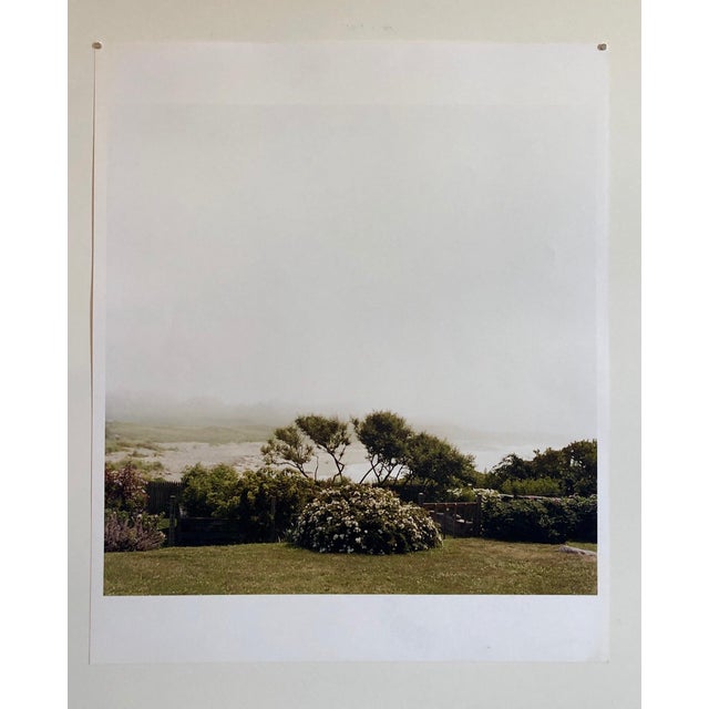 Peter C. Jones 1, Wild Roses, Large Format Photo 24X20 Color Photograph Beach House, 2004 For Sale - Image 4 of 5