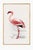 Lesser Flamingo vintage bird art print by C. G. Finch-Davies, a refined 1919 natural history illustration of...