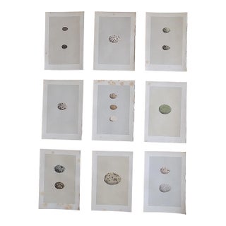 Antique 19th Century Hand Colored Egg Lithographs - Set of 9 For Sale