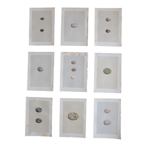 Antique 19th Century Hand Colored Egg Lithographs - Set of 9