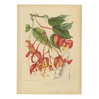 Berthe Hoola van Nooten, Pride of Burma, 1880, Chromolithograph For Sale