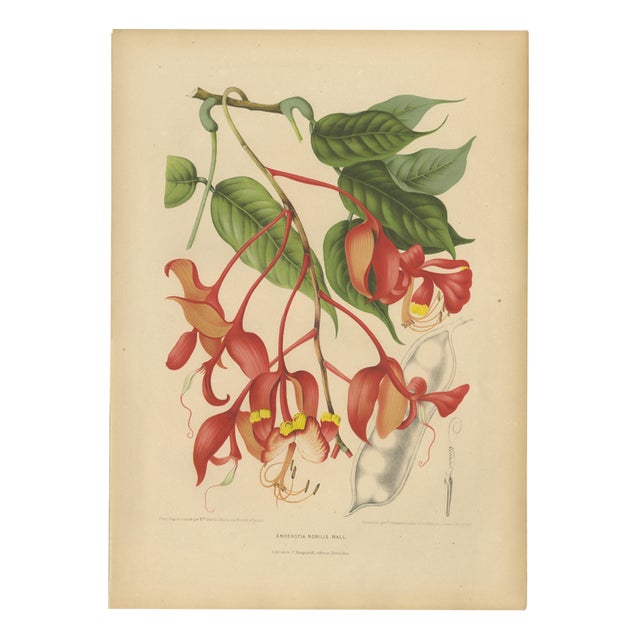 Berthe Hoola van Nooten, Pride of Burma, 1880, Chromolithograph For Sale