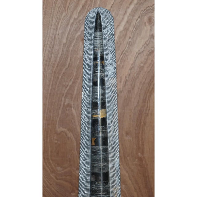 Large Atlas Mountains Fossils, Set of 2 For Sale - Image 6 of 18