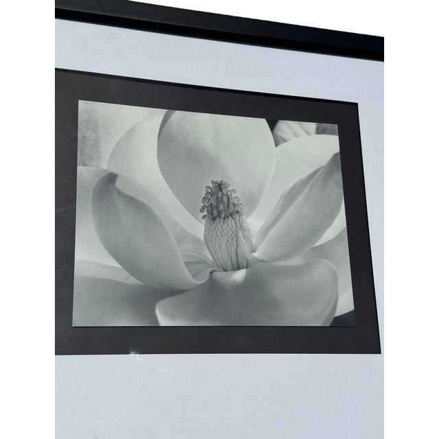 Late 20th Century Imogen Cunningham's Iconic 1925 Black & White Photograph "Magnolia Blossom", Framed For Sale - Image 5 of 10