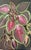 Carl H. Berberich, Coleus Plant Still Life, Oil Painting on Canvas, in Very Good conditions. Designed 1950 to 1959 This...