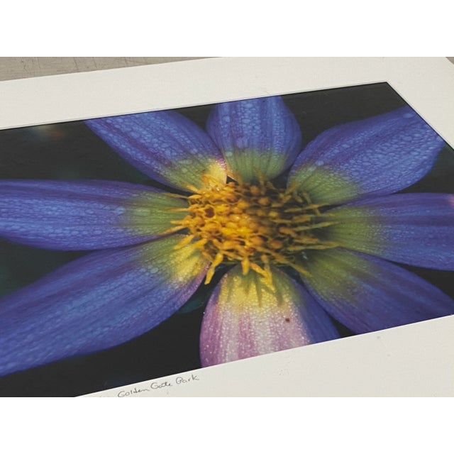 Photography Rodger Helwig "Juul's Cosmos" Dahlia, Golden Gate Park Color Photograph C.2000 For Sale - Image 7 of 10