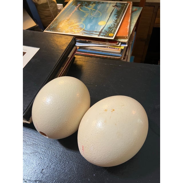 Eggshell Large Pair of Authentic Ostrich Eggs For Sale - Image 8 of 9