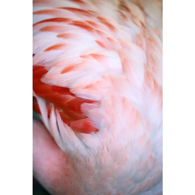 Flamingo #5 by Alicia Bock, 24" x 36" Unframed Flamingo #5 by Alicia Bock Print, 24" x 36"
