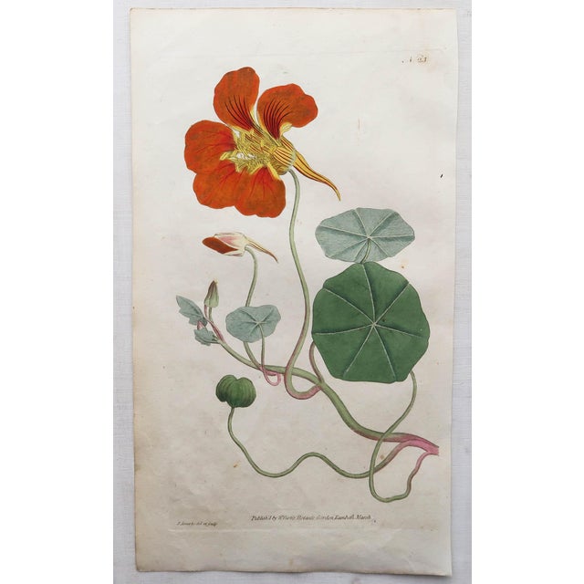 After Sowerby, Botanical Prints, 1793, Lithograph, Set of 12 For Sale - Image 12 of 14