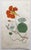 After Sowerby, Botanical Prints, 1793, Lithograph, Set of 12 For Sale - Image 12 of 14