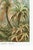 Botanical Art Print Reproduction, Vintage Fern and Palm Tree Illustration, 12" X 18" For Sale - Image 10 of 10