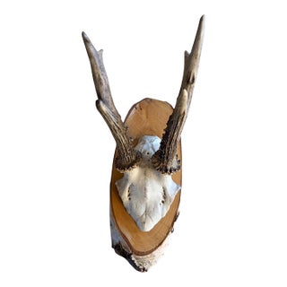 Roe Deer Trophy 185 Black Forest Antlers Mount For Sale
