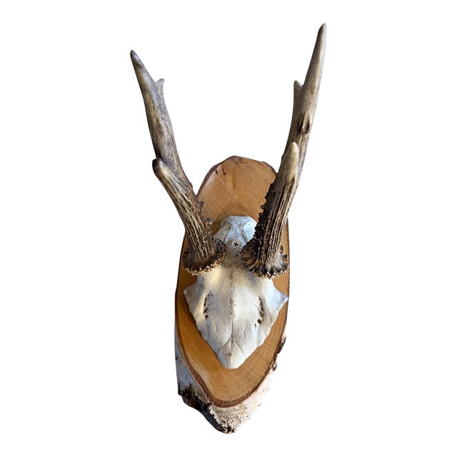 Roe Deer Trophy 185 Black Forest Antlers Mount For Sale