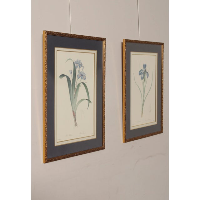 French Vintage Iris Botanical Prints After Pierre-Joseph RedoutT - A Pair For Sale - Image 3 of 13
