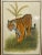 Painting of a tiger in its natural grassland habitat, framed under glass. Finely painted with lots shading and...