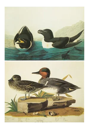 1966 Vintage Cottage Print "Green-Winged Teal & Razor-Billed Auk" After John James Audubon