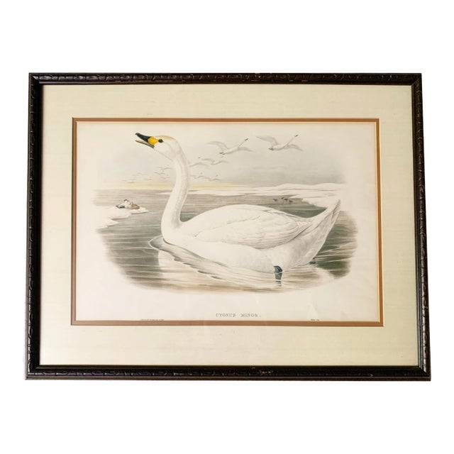 Antique Gould Original Hand Painted "Cygnus Minor." Lithograph Artwork For Sale