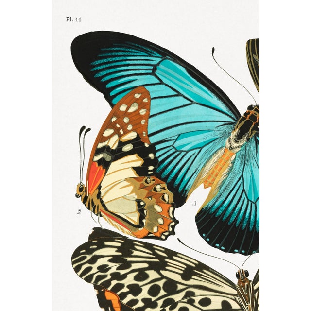 Vintage butterfly art print reproduction by Emile-Allain Séguy, featuring Art Deco–era natural history illustrations...