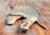 20th Century Carved Folk Art Bellamy Style Patriotic Eagle For Sale In New York - Image 6 of 12