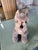 1970s Early 1960s Mohair Plush Toy Schnauzer by Steiff Pristine Red Collar For Sale - Image 5 of 5